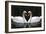 Swan Symbol of Love-mamaluk-Framed Photographic Print