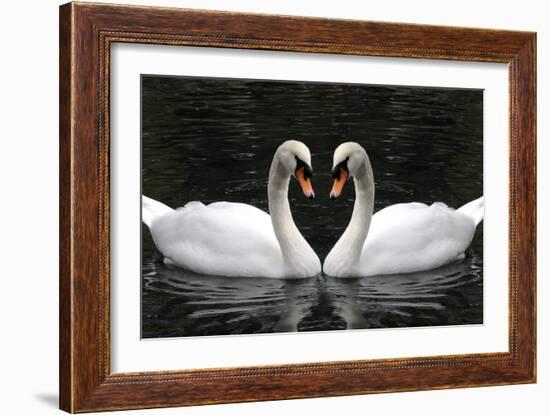 Swan Symbol of Love-mamaluk-Framed Photographic Print