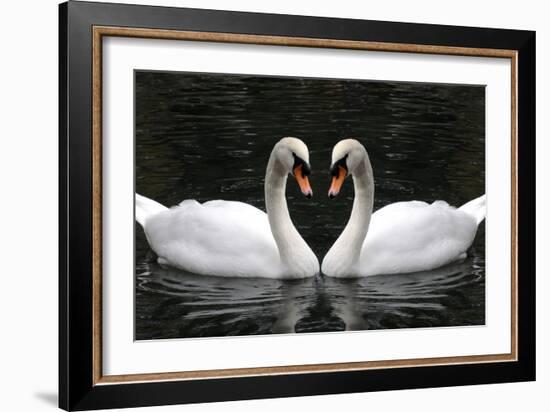 Swan Symbol of Love-mamaluk-Framed Photographic Print