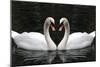 Swan Symbol of Love-mamaluk-Mounted Photographic Print