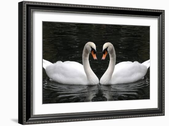 Swan Symbol of Love-mamaluk-Framed Photographic Print