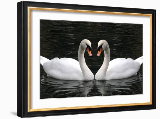 Swan Symbol of Love-mamaluk-Framed Photographic Print