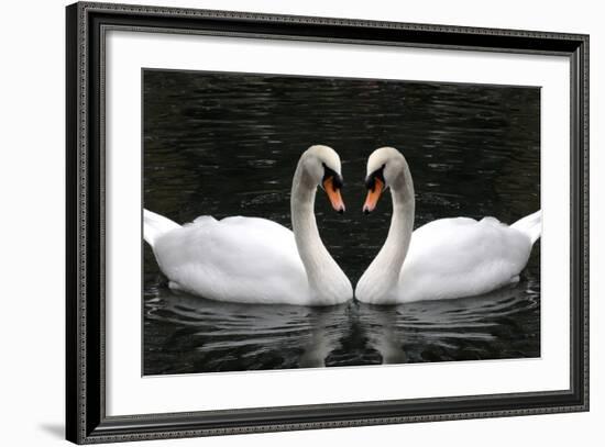 Swan Symbol of Love-mamaluk-Framed Photographic Print