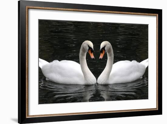 Swan Symbol of Love-mamaluk-Framed Photographic Print