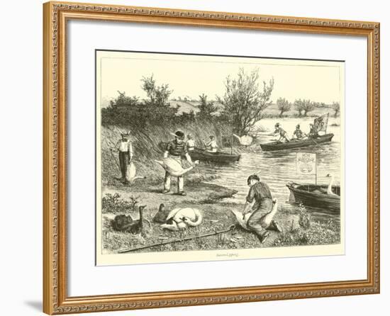 Swan-Upping-null-Framed Giclee Print