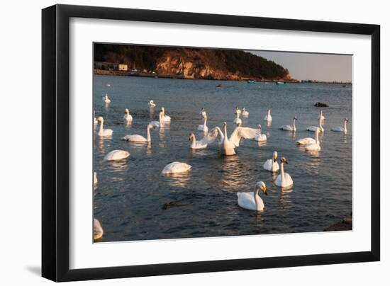 Swan White-feichang7jia1-Framed Photographic Print