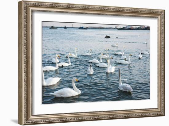 Swan White-feichang7jia1-Framed Photographic Print