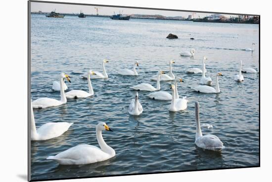 Swan White-feichang7jia1-Mounted Photographic Print