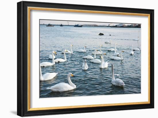 Swan White-feichang7jia1-Framed Photographic Print