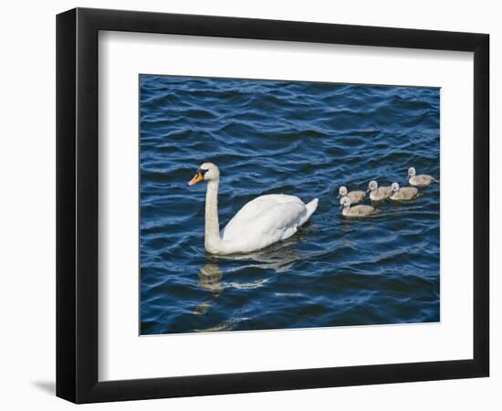 Swan with its Cygnets Swimming in a Lake, Stockholm, Sweden-null-Framed Photographic Print