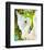 Swan-Jennifer Lommers-Framed Art Print