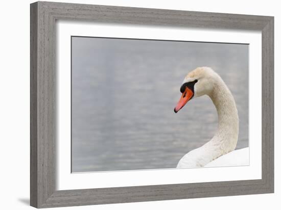 Swan-fredleonero-Framed Photographic Print