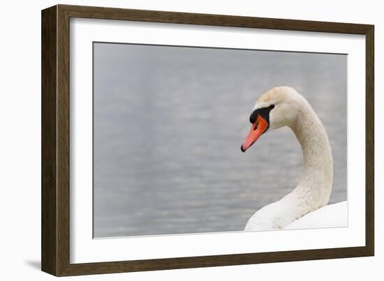 Swan-fredleonero-Framed Photographic Print