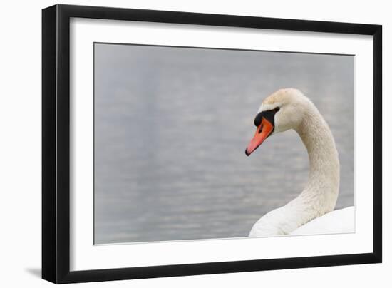 Swan-fredleonero-Framed Photographic Print