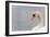 Swan-fredleonero-Framed Photographic Print