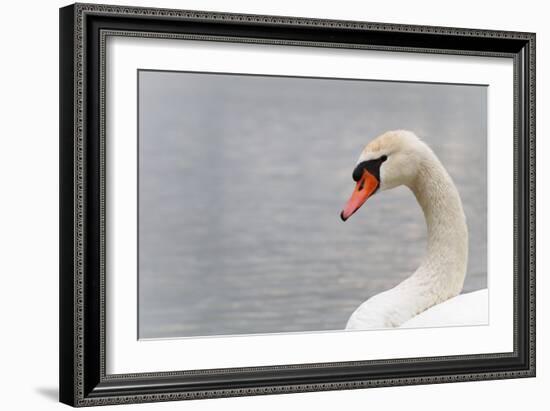 Swan-fredleonero-Framed Photographic Print