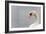 Swan-fredleonero-Framed Photographic Print