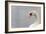 Swan-fredleonero-Framed Photographic Print