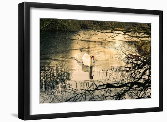 Swan-Claire Willans-Framed Photographic Print