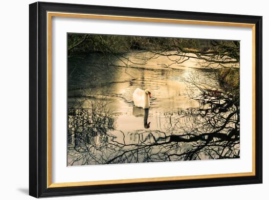 Swan-Claire Willans-Framed Photographic Print