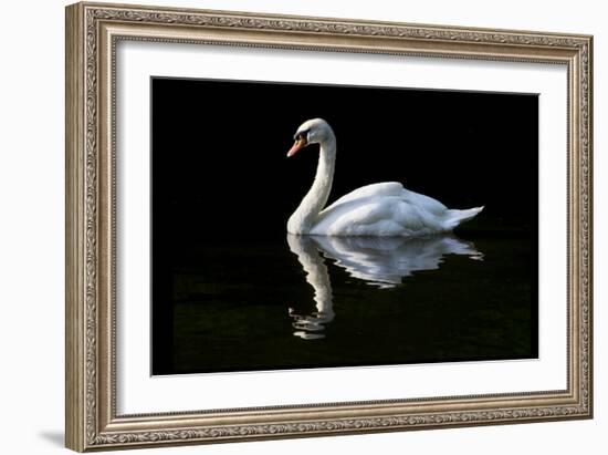 Swan-Charles Bowman-Framed Photographic Print