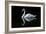 Swan-Charles Bowman-Framed Photographic Print