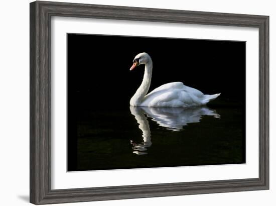 Swan-Charles Bowman-Framed Photographic Print