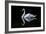 Swan-Charles Bowman-Framed Photographic Print