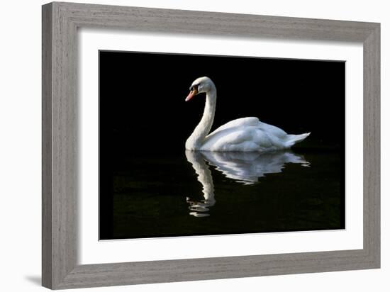 Swan-Charles Bowman-Framed Photographic Print