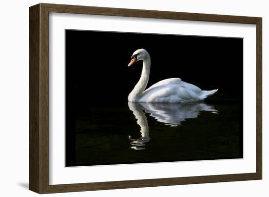 Swan-Charles Bowman-Framed Photographic Print