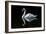 Swan-Charles Bowman-Framed Photographic Print