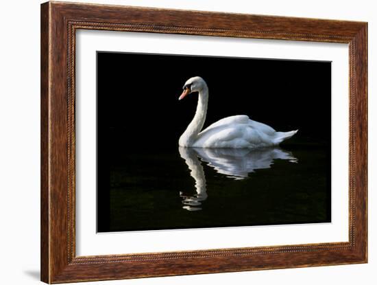 Swan-Charles Bowman-Framed Photographic Print