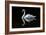 Swan-Charles Bowman-Framed Photographic Print