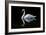 Swan-Charles Bowman-Framed Photographic Print