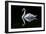 Swan-Charles Bowman-Framed Photographic Print