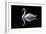 Swan-Charles Bowman-Framed Photographic Print