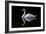 Swan-Charles Bowman-Framed Photographic Print