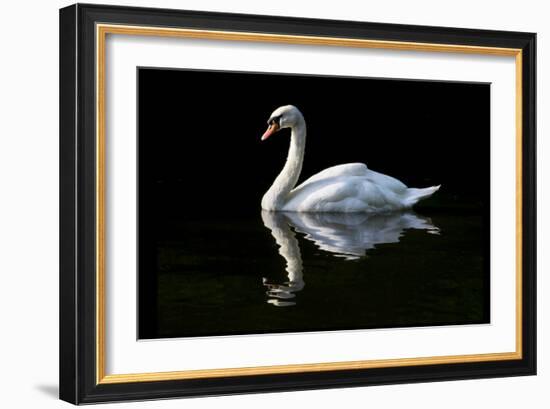 Swan-Charles Bowman-Framed Photographic Print