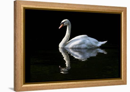 Swan-Charles Bowman-Framed Premier Image Canvas