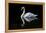 Swan-Charles Bowman-Framed Premier Image Canvas