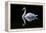 Swan-Charles Bowman-Framed Premier Image Canvas