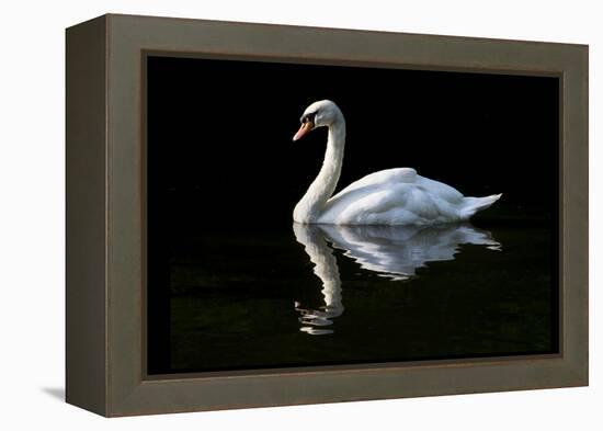 Swan-Charles Bowman-Framed Premier Image Canvas