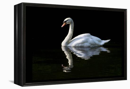Swan-Charles Bowman-Framed Premier Image Canvas