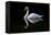 Swan-Charles Bowman-Framed Premier Image Canvas