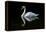 Swan-Charles Bowman-Framed Premier Image Canvas