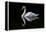 Swan-Charles Bowman-Framed Premier Image Canvas