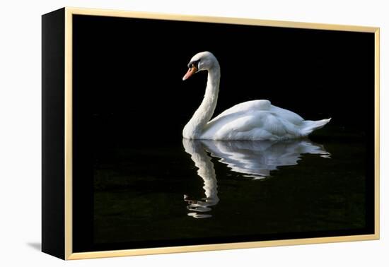 Swan-Charles Bowman-Framed Premier Image Canvas