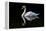 Swan-Charles Bowman-Framed Premier Image Canvas