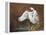 Swan-Trevor V. Swanson-Framed Premier Image Canvas