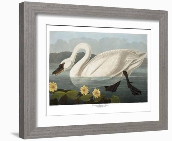 Swan-Vintage Apple Collection-Framed Giclee Print